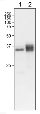 Western blot - Anti-Ferredoxin--NADP reductase, chloroplastic antibody (AB243185)