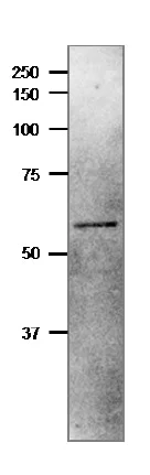Western blot - Anti-Ferredoxin--nitrite reductase antibody (AB243179)