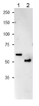 Western blot - Anti-Ferredoxin--nitrite reductase antibody (AB243179)
