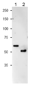 Western blot - Anti-Ferredoxin--nitrite reductase antibody (AB243179)