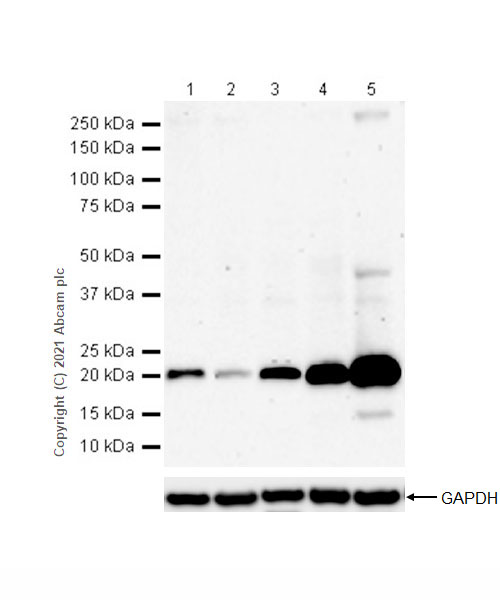 Western blot - Anti-Ferritin antibody [RM1036] (AB287968), expandable thumbnail