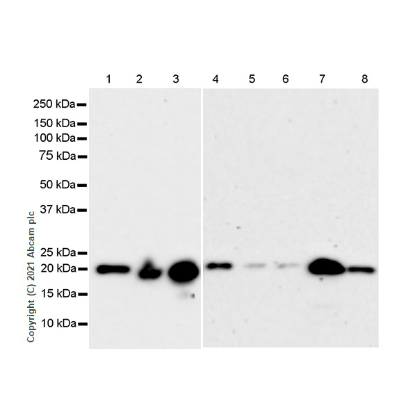 Western blot - Anti-Ferritin antibody [RM1036] (AB287968), expandable thumbnail