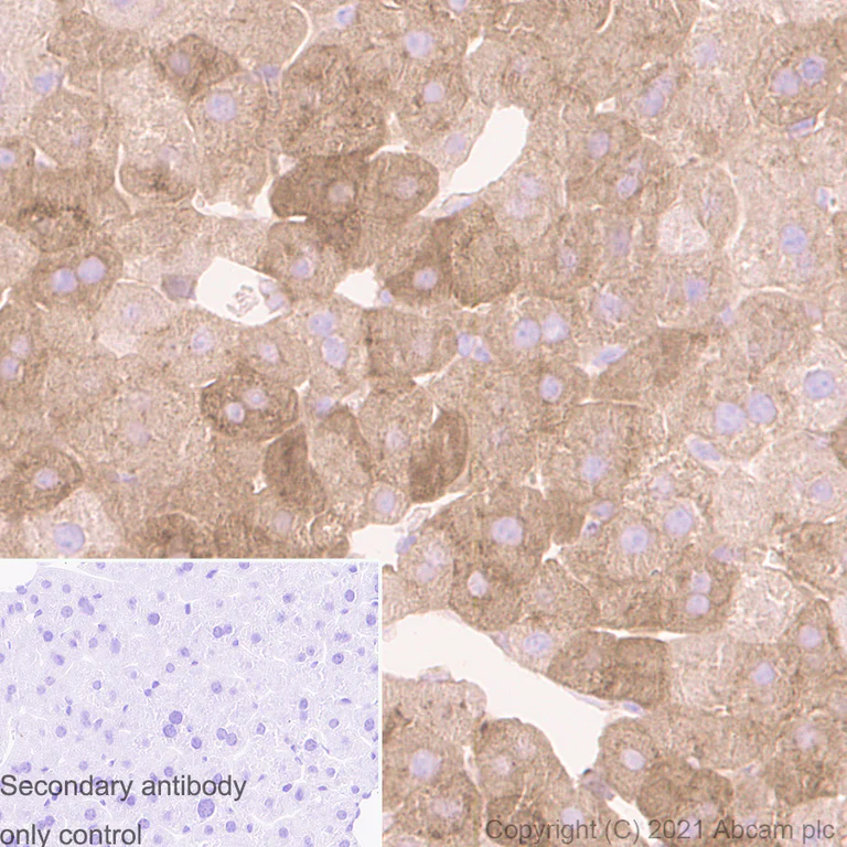 Immunohistochemistry (Formalin/PFA-fixed paraffin-embedded sections) - Anti-Ferritin antibody [RM1036] - BSA and Azide free (AB287969)