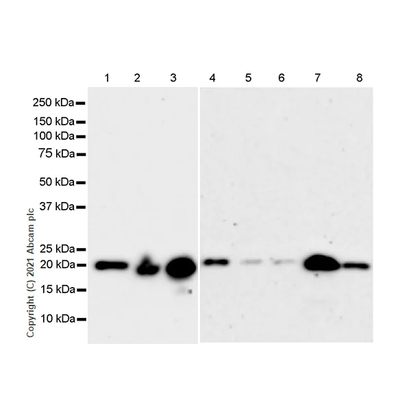 Western blot - Anti-Ferritin antibody [RM1036] - BSA and Azide free (AB287969)