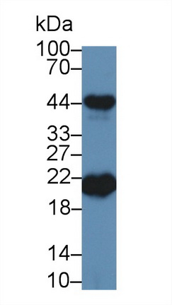 Western blot - Anti-Ferritin Heavy Chain antibody (AB231253), expandable thumbnail