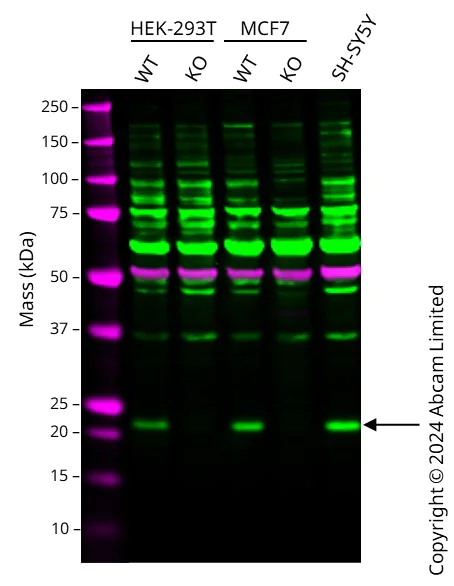 Western blot - Anti-Ferritin Heavy Chain antibody (AB65080)