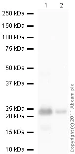 Western blot - Anti-Ferritin Heavy Chain antibody (AB65080)