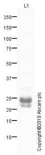 Western blot - Anti-Ferritin Heavy Chain antibody (AB65080)