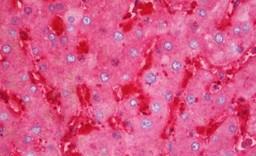 Immunohistochemistry (Formalin/PFA-fixed paraffin-embedded sections) - Anti-Ferritin Heavy Chain antibody - C-terminal (AB194947)