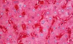 Immunohistochemistry (Formalin/PFA-fixed paraffin-embedded sections) - Anti-Ferritin Heavy Chain antibody - C-terminal (AB194947)