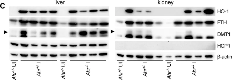 Western blot - Anti-Ferritin Heavy Chain antibody [EPR18878] (AB183781)