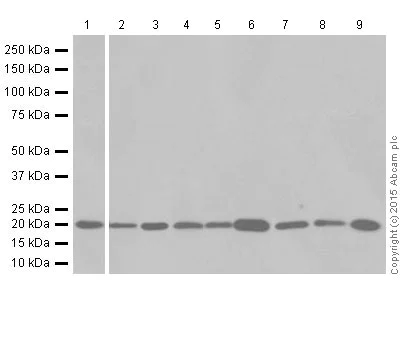 Western blot - Anti-Ferritin Heavy Chain antibody [EPR18878] (AB183781)