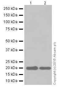 Western blot - Anti-Ferritin Heavy Chain antibody [EPR18878] (AB183781)