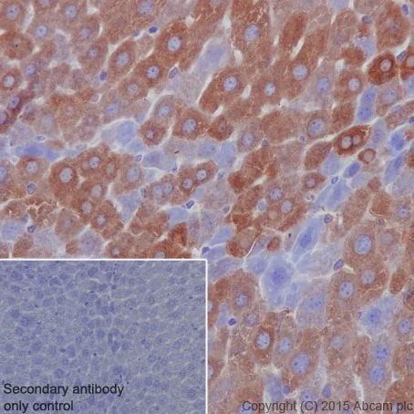 Immunohistochemistry (Formalin/PFA-fixed paraffin-embedded sections) - Anti-Ferritin Heavy Chain antibody [EPR18878] - BSA and Azide free (AB240277)