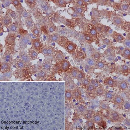 Immunohistochemistry (Formalin/PFA-fixed paraffin-embedded sections) - Anti-Ferritin Heavy Chain antibody [EPR18878] - BSA and Azide free (AB240277)