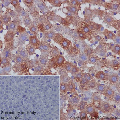 Immunohistochemistry (Formalin/PFA-fixed paraffin-embedded sections) - Anti-Ferritin Heavy Chain antibody [EPR18878] - BSA and Azide free (AB240277)