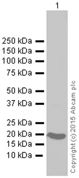 Western blot - Anti-Ferritin heavy chain antibody [EPR3004Y] (AB75973)
