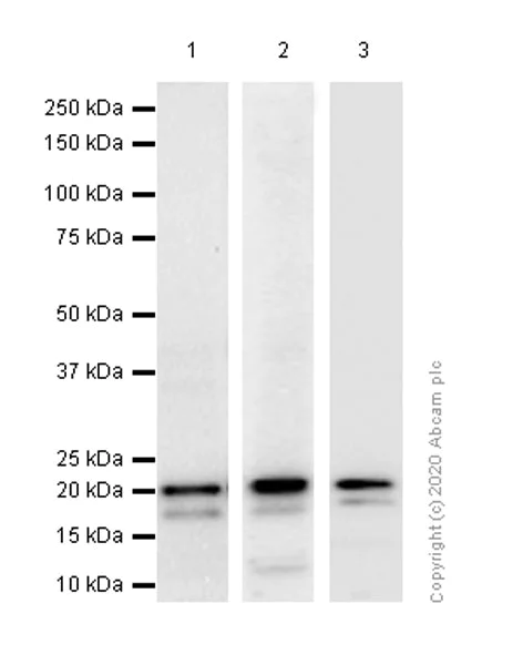 Western blot - Anti-Ferritin heavy chain antibody [EPR3004Y] (AB75973)