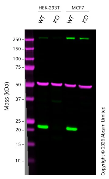 Western blot - Anti-Ferritin heavy chain antibody [EPR3004Y] (AB75973)