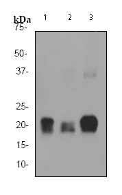 Western blot - Anti-Ferritin heavy chain antibody [EPR3004Y] (AB75973)