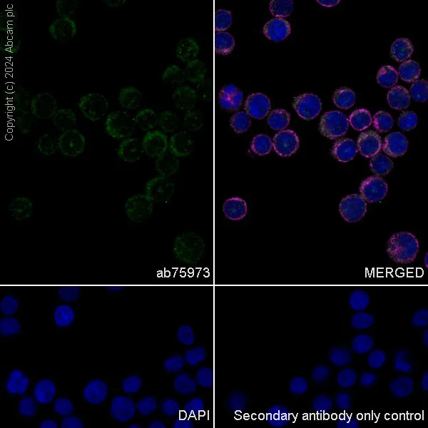 Immunocytochemistry/ Immunofluorescence - Anti-Ferritin heavy chain antibody [EPR3004Y] - Low endotoxin, Azide free (AB215982)