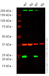 Western blot - Anti-Ferritin heavy chain antibody [EPR3004Y] - Low endotoxin, Azide free (AB215982)