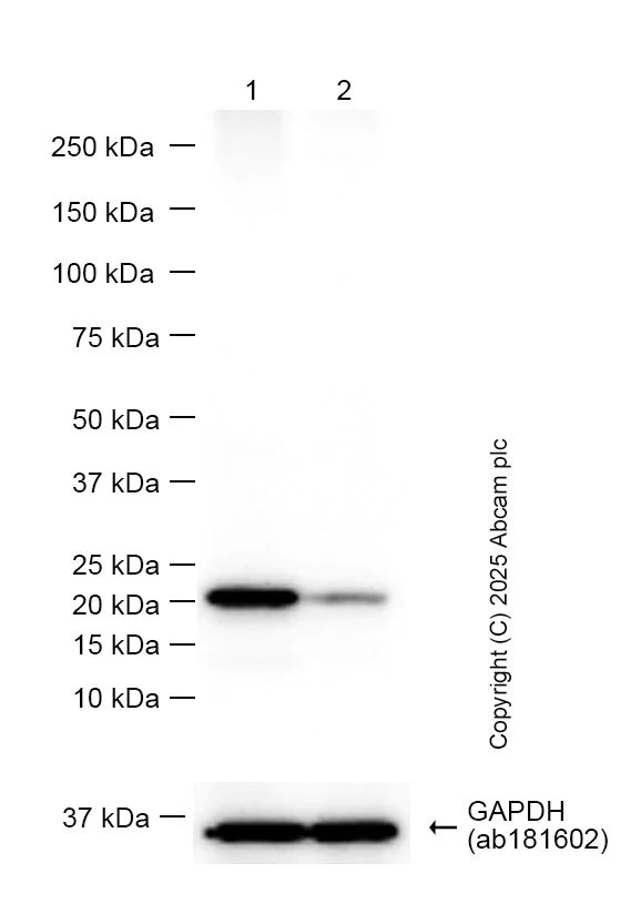 Western blot - Anti-Ferritin heavy chain antibody [EPR3004Y] - Low endotoxin, Azide free (AB215982)