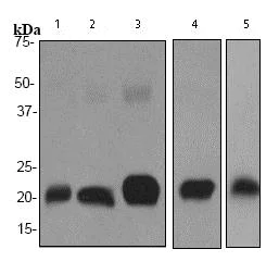 Western blot - Anti-Ferritin Heavy Chain antibody [EPR3005Y] - BSA and Azide free (AB247418)