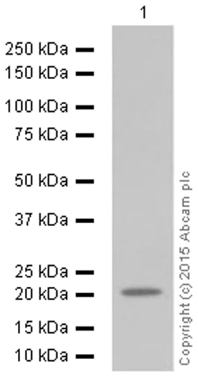 Western blot - Anti-Ferritin Heavy Chain antibody [EPR3005Y] - BSA and Azide free (AB247418)