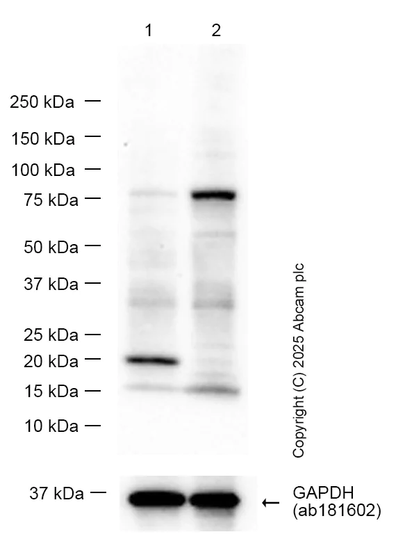 Western blot - Anti-Ferritin Heavy Chain antibody [EPR3005Y] - BSA and Azide free (AB247418)