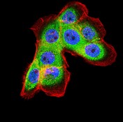 Immunocytochemistry/ Immunofluorescence - Anti-Ferritin Light Chain antibody [8E1E7] (AB201975), expandable thumbnail