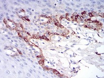 Immunohistochemistry (Formalin/PFA-fixed paraffin-embedded sections) - Anti-Ferritin Light Chain antibody [8E1E7] (ab201975), expandable thumbnail