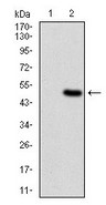 Western blot - Anti-Ferritin Light Chain antibody [8E1E7] (AB201975), expandable thumbnail