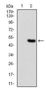 Western blot - Anti-Ferritin Light Chain antibody [8E1E7] (AB201975)