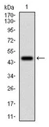 Western blot - Anti-Ferritin Light Chain antibody [8E1E7] (AB201975)