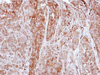 Immunohistochemistry (Formalin/PFA-fixed paraffin-embedded sections) - Anti-Ferritin Light Chain antibody (AB153976)