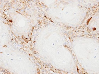 Immunohistochemistry (Formalin/PFA-fixed paraffin-embedded sections) - Anti-Ferritin Light Chain antibody (AB229784)