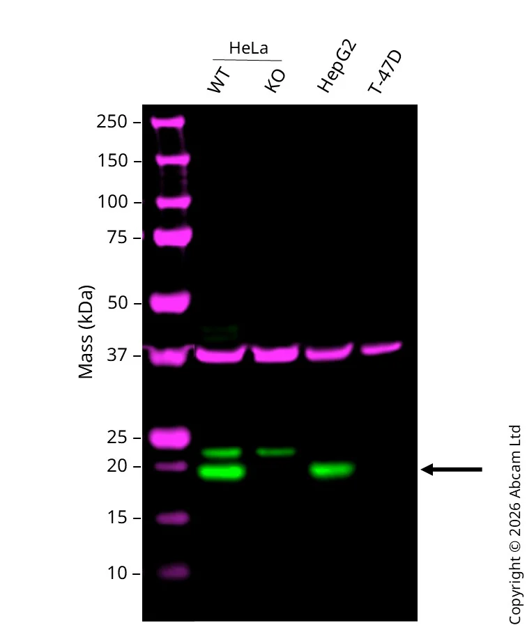 Western blot - Anti-Ferritin Light Chain antibody [CPT-R10-58-11] (AB243096)