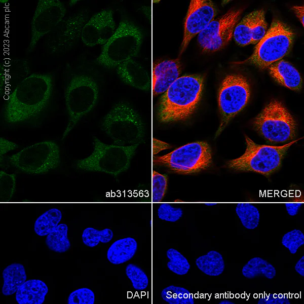 Immunocytochemistry/ Immunofluorescence - Anti-Ferritin Light Chain antibody [EPR26117-110] - BSA and Azide free (AB313564)