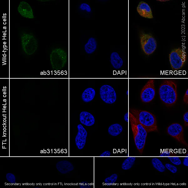 Immunocytochemistry/ Immunofluorescence - Anti-Ferritin Light Chain antibody [EPR26117-110] - BSA and Azide free (AB313564)