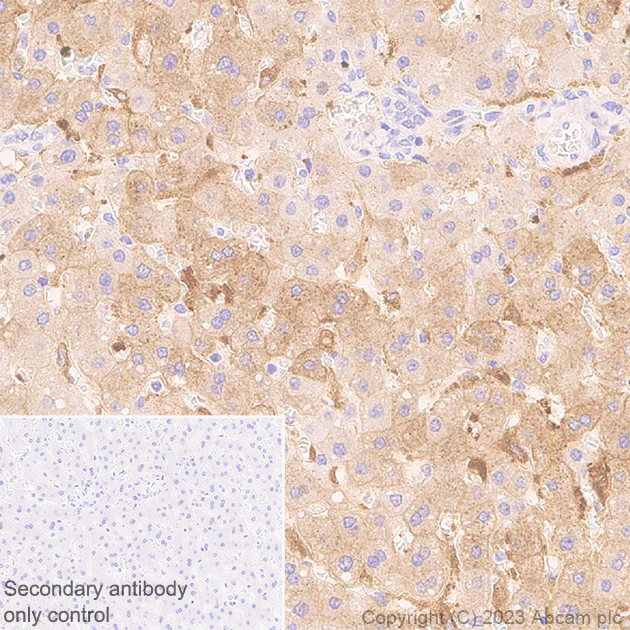 Immunohistochemistry (Formalin/PFA-fixed paraffin-embedded sections) - Anti-Ferritin Light Chain antibody [EPR26117-110] - BSA and Azide free (AB313564)
