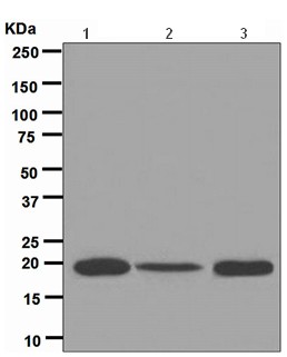 Western blot - Anti-Ferritin Light Chain antibody [EPR5260] (AB109373), expandable thumbnail