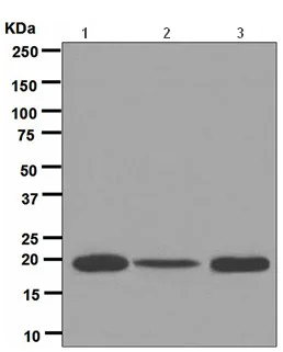 Western blot - Anti-Ferritin Light Chain antibody [EPR5260] (AB109373)