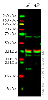 Western blot - Anti-Ferritin Light Chain antibody [EPR5260] - BSA and Azide free (AB239971)