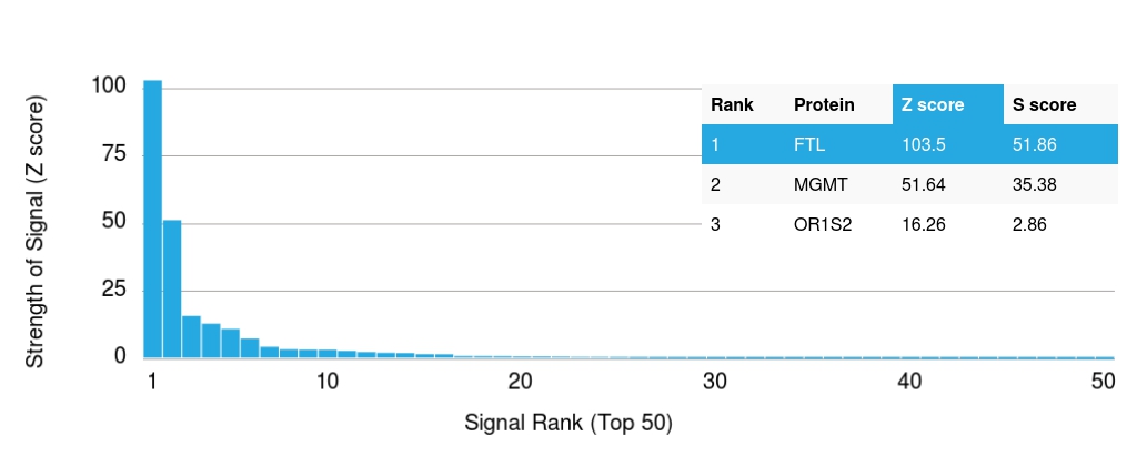 Protein Array - Anti-Ferritin Light Chain antibody [FTL/1386] (AB218400), expandable thumbnail