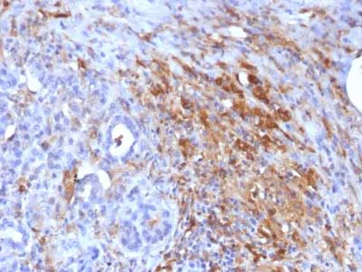 Immunohistochemistry (Formalin/PFA-fixed paraffin-embedded sections) - Anti-Ferritin Light Chain antibody [FTL/1386] - BSA and Azide free (AB218866)