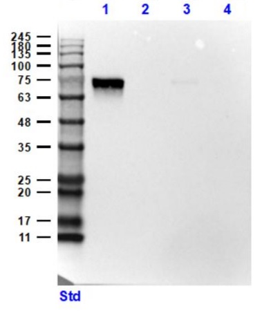 Western blot - Anti-Ferroportin antibody (AB235166)