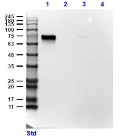 Western blot - Anti-Ferroportin antibody (AB235166)
