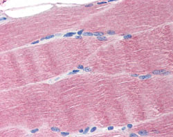 Immunohistochemistry (Formalin/PFA-fixed paraffin-embedded sections) - Anti-Ferroportin antibody (AB78066)