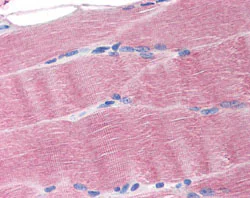 Immunohistochemistry (Formalin/PFA-fixed paraffin-embedded sections) - Anti-Ferroportin antibody (AB78066)